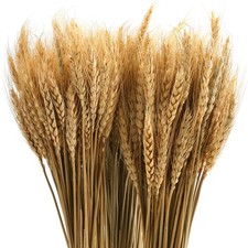 yarlung 300 Stems 16 Inch/40cm Dried Wheat Sheaves, Natural 16 inch, Gold 