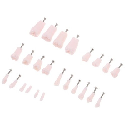 24 Pcs Dental Teaching Supplies Removable Typodont Teeth for Practice
