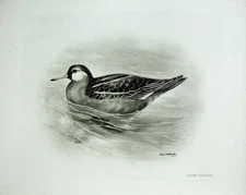 Original Old Antique Print 1906 The Grey Phalarope Adult Summer Fulicarius 20th