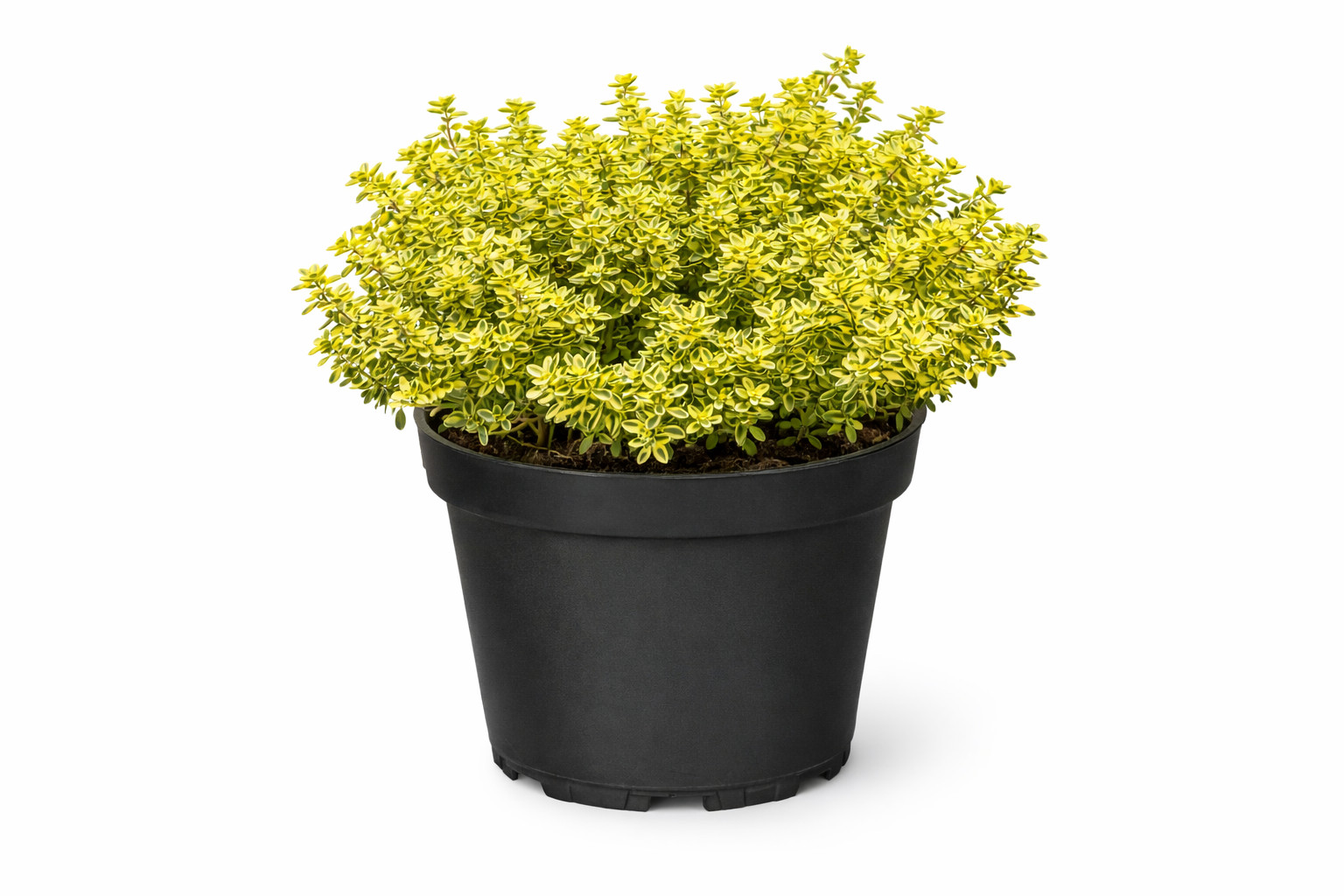 Zitronenthymian Kräuter Pflanze im Topf (Thymus citriodorus) Aromatisches Küch