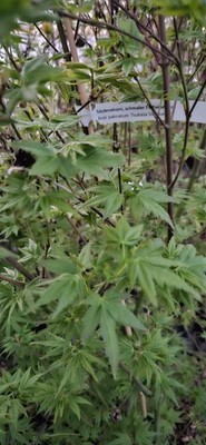 Acer palmatum 'Tsukasa Silhouette' / Säulenahorn, schmaler Fächerahorn