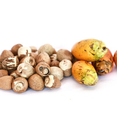 Ceylon Organic Betel Nuts Sun Dried Whole Homemade Areca Nuts 100g From Srilanka