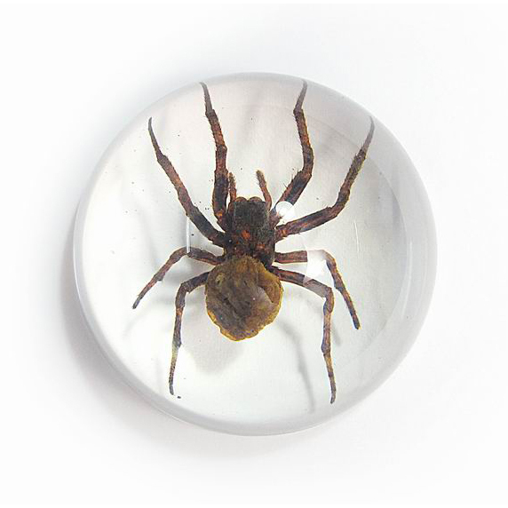 Genuine Real Preserved SPIDER Specimen Paperweight Desktop Paper Weight