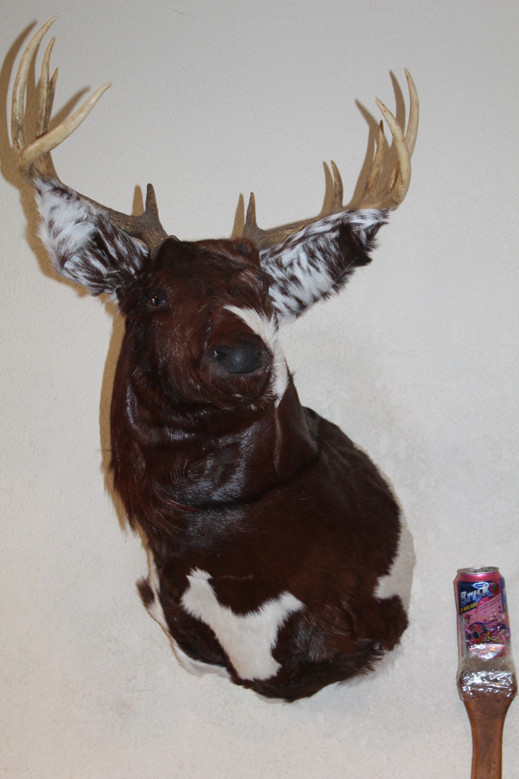 Fantasy Whitetail Deer Holstein Cow Head Shoulder Mount Taxidermy OOAK Novelty