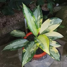 Aglaonema Suvarnabhumi Variegated + Free Phytosanitary Certificate