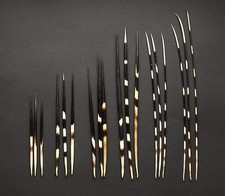 Stachelschweinborsten, Posen Stachelschweinstacheln 15-35 cm lang aus S&uuml;dafrika