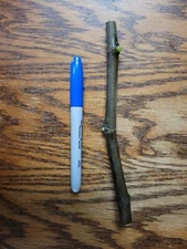 1 - Smith Fig, Fig cutting, Fruit tree, Container plant, Garden plant.