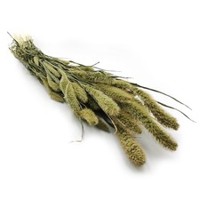 Setaria (Setarea) Naturgr&uuml;n - Blumenstrau&szlig;
