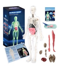 Glow-in-the-Dark Human Body Anatomy Model Science Skeleton