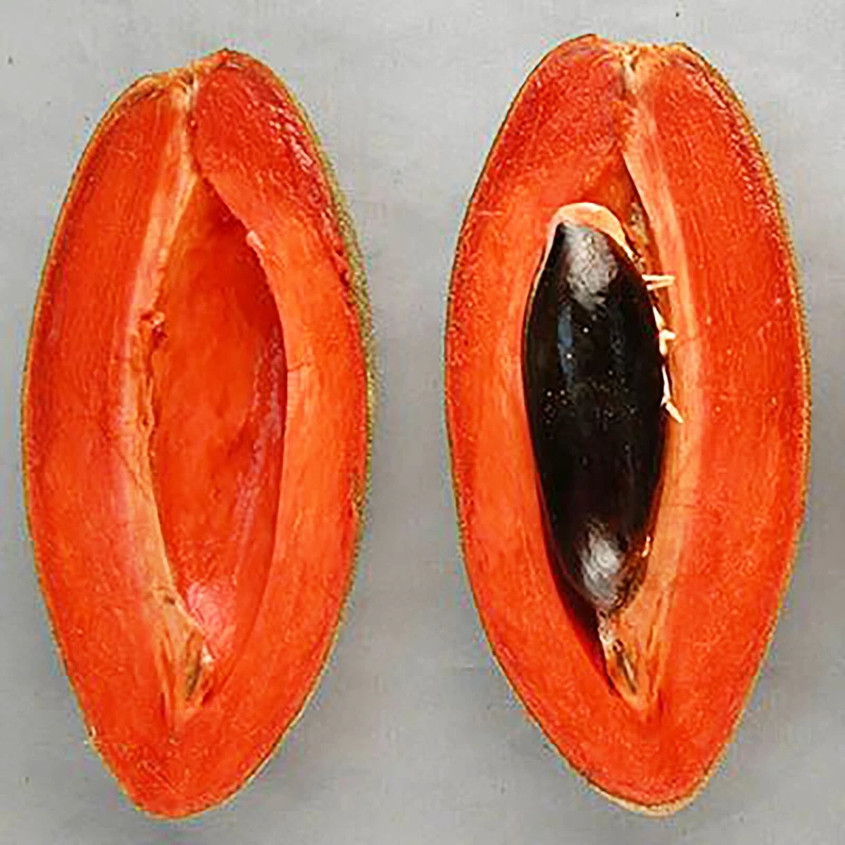 Mamey sapote 2024