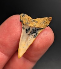 Gorgeous Patterned Mako Shark Tooth Bakersfield California
