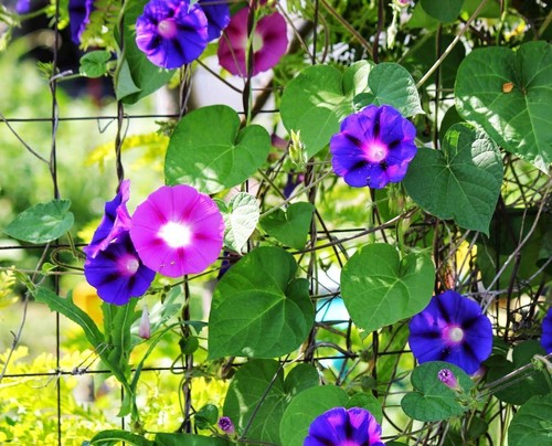 CLIMBING FLOWERS - Vines - Thunbergia Morning Glory Sweet Pea - Flower seeds - Picture 85 of 121
