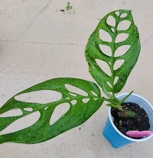 Esqueleto Monstera