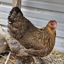 8 + Golden partridge and blue partridge brahma Hatching Eggs, Fertile, 