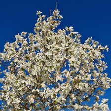 Magnolia kobus - 10-20 cm große Jungpflanzen - Japanische Kobushi-Magnolie