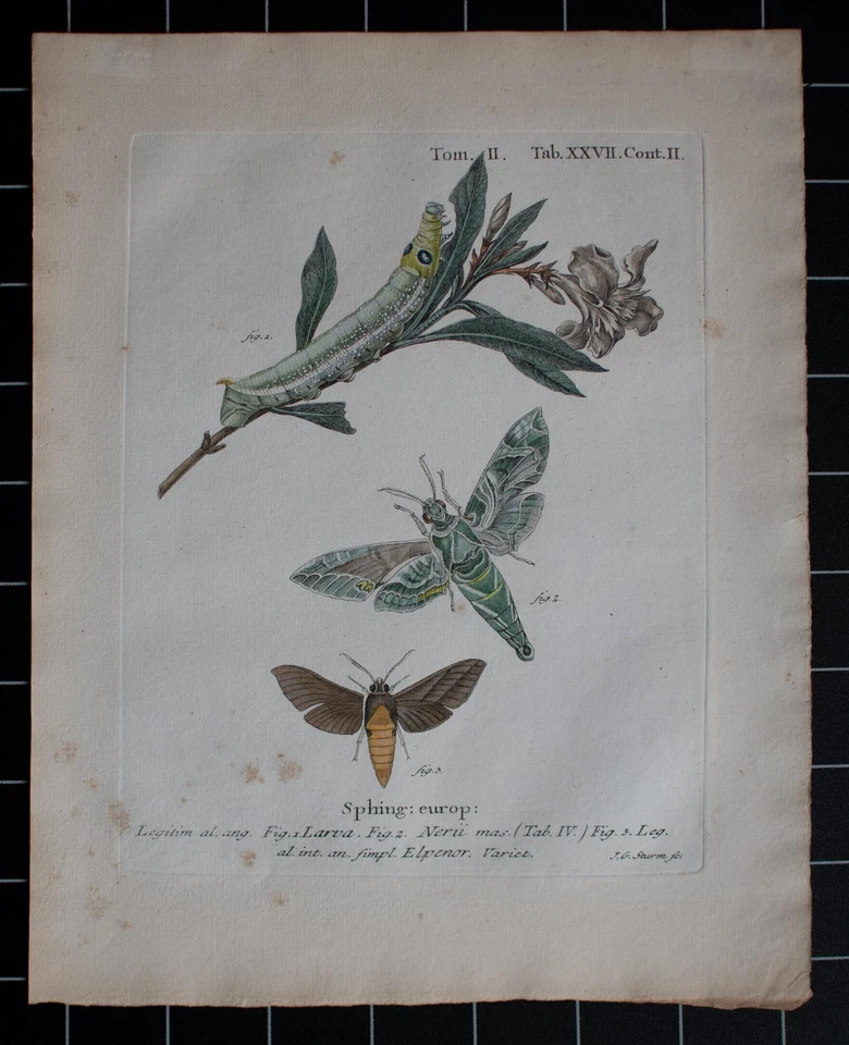 Schmetterling Oleanderschwärmer Enzyklopädie Johann G. Sturm Kupferstich 19 Jhd - Bild 2 von 4