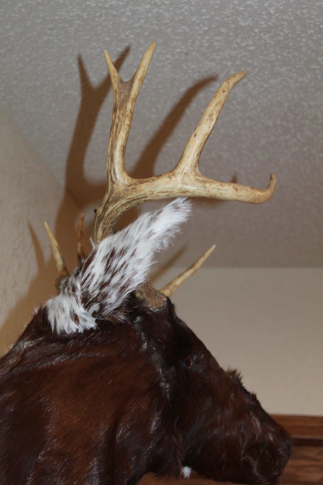 Fantasy Whitetail Deer Holstein Cow Head Shoulder Mount Taxidermy OOAK Novelty