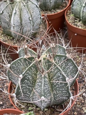 RareSucculent Plant Astrophytum capricorne var. Garden Décor Boutique 6-7CM