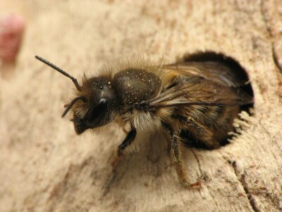 Mason bee cocoons for EASTERN USA: hand-cleaned pollinators for apple/plum/pears