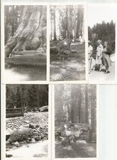 1930's SEQUOIA NATIONAL PARK TRIP PHOTOS 6 GENERAL SHERMAN TREE DEER RIVER CAMP