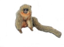 Titi Monkey Plush Toy by Hansa 6" High