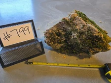 7" Medium Pumice Stone Floating Natural Rock Carnivorous Succulent Garden #799