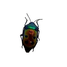 Jewel Bug (Calliphara caesar) | Asia Insect Specimen | Collector, Entomology, Cu