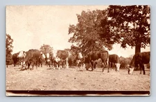 RPPC Bradford Cattle Cows Grazing on Farm Real Photo Postcard