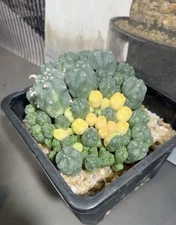 17cm Multi Heads cactus Succulent home Garden decoration  variegated Plants#