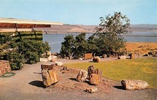 Vantage WA Wanapum Ginkgo Petrified Forest park Geology Geodes Vtg Postcard A55
