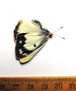Colias eurytheme, f. albine, Maryland; Pieridae