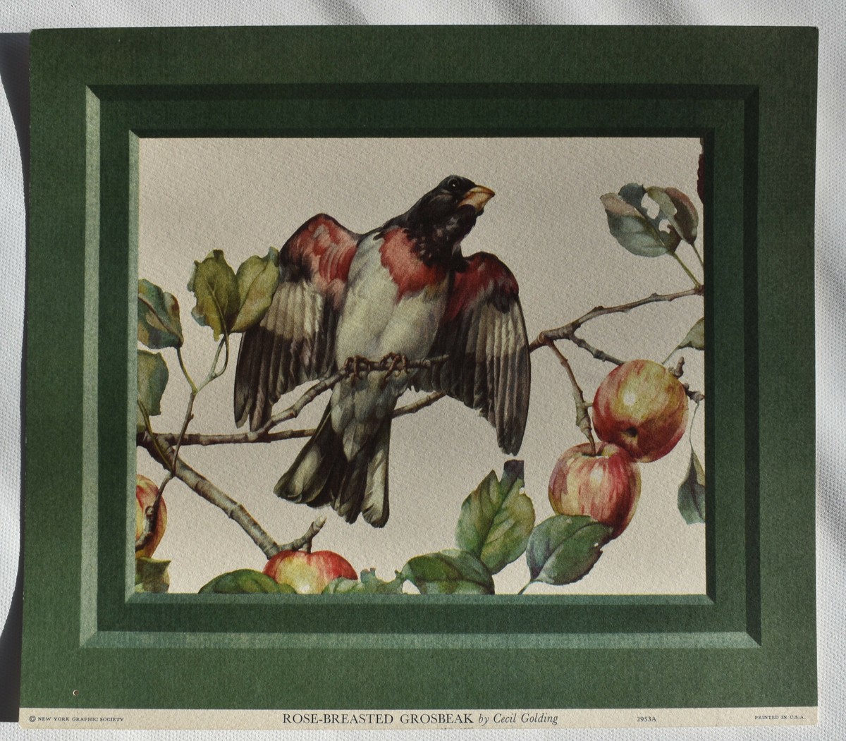 CECIL GOLDING BIRD PRINTS NEW YORK GRAPHIC SOCIETY, 1940-1950 | eBay