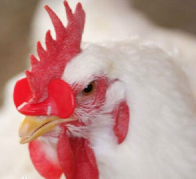 1000PC   Chicken Eyes Glasses Avoid Hen peck each other chicken  #WD6