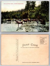 Vintage Postcard Waikiki Ranch Spokane Washington Cattle Herd John W Graham