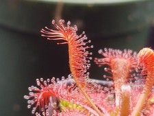 Drosera spatulata "Lovellae" Seeds - Carnivorous Sundew Plant - Easy