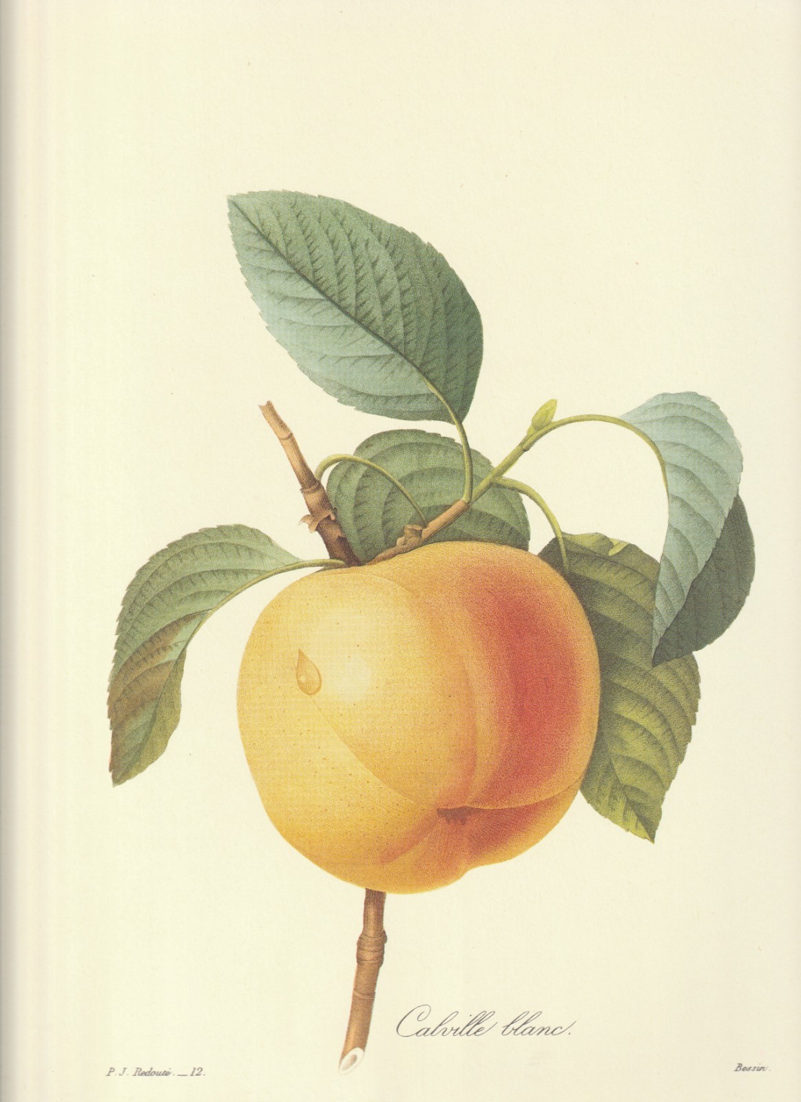 P. J. Redoute Print #12 Malus communis. Calville Blanc Apple. Botanical Flower