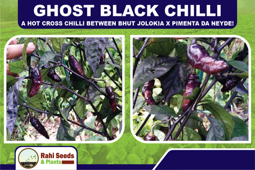 Ghost Black Chilli - A Hot Cross Chilli Between Bhut Jolokia X Pimenta Da Neyde! - Picture 2 of 6