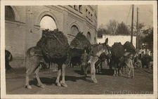 Spain Donkey's Carrying Load Donkeys Original Vintage Real Photo Postcard RPPC