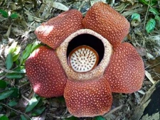 RAFFLESIA CORPSE LILY GLOSSY POSTER PICTURE PHOTO PRINT parasitic plant 4369