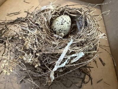 Authentic Abandoned Bird's Nest Natural Materials   #2 Added Quail Eggs 5 
