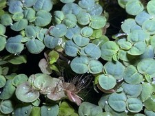 Red Root Floaters - Live Healthy Floating Aquarium Plants