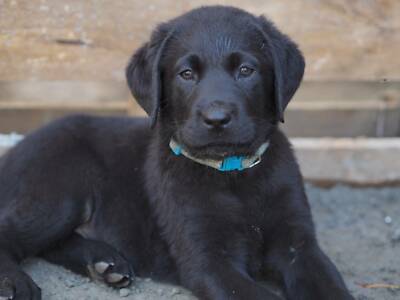 buy black labrador