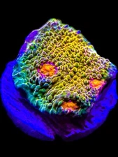 Live Coral Chalice Mummy Eye 1/2"+