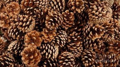 4 oz Candle Scent Oil-ROASTED PINE CONE