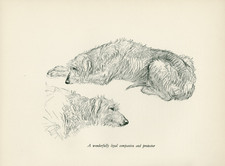 DEERHOUND DOGS LOVELY VINTAGE