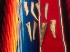 Deer Antler Tip Lot of 10 Mountain Man, Civil War Reenactment New