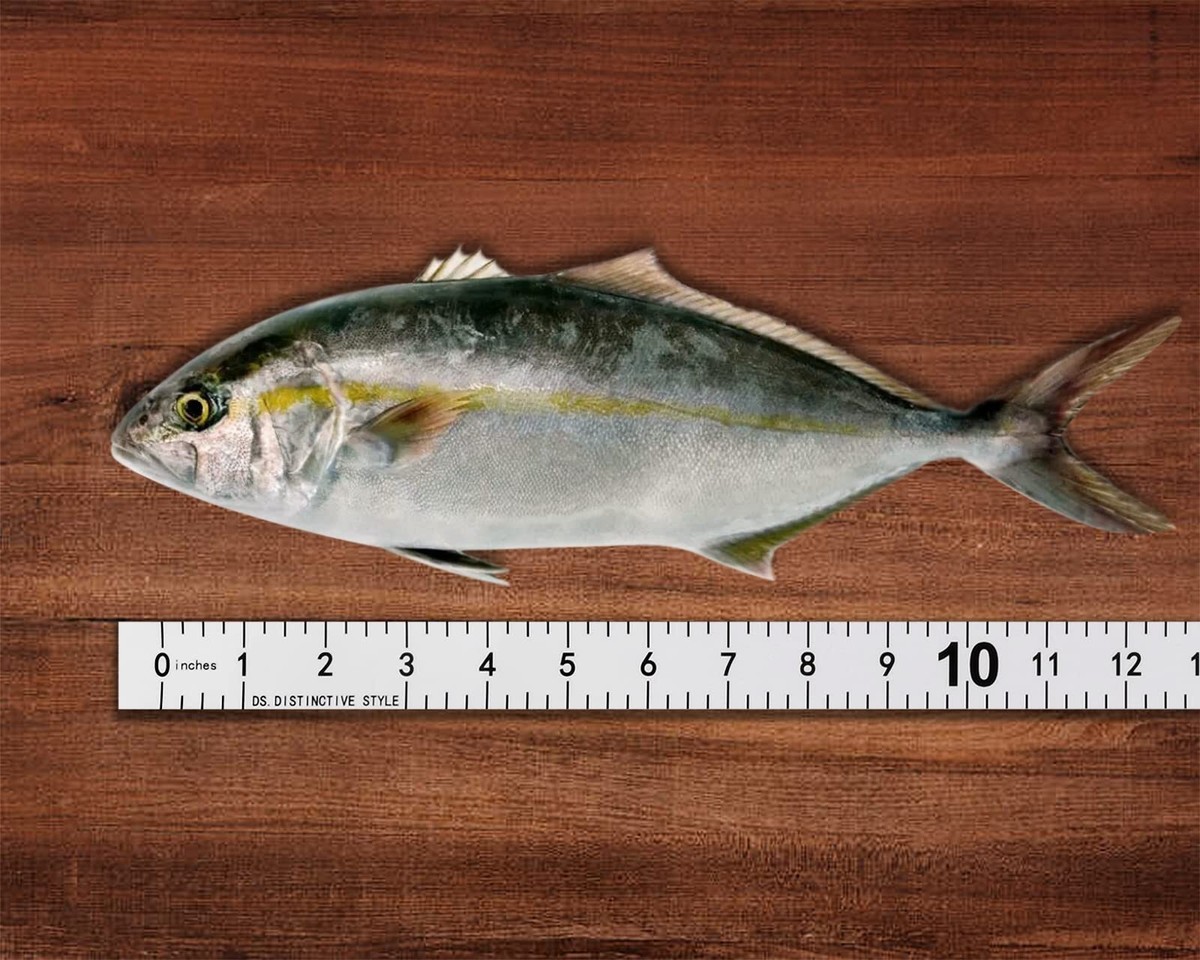 40-Inch Fish Measuring Sticker – Discreet Adhesive Ruler For Boat Or Kayak