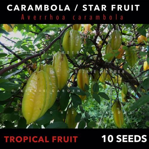 Carambola, Star Fruit Seeds, Tropical Fruit Seeds, Averrhoa Carambola x 10 Seeds - Picture 6 of 11