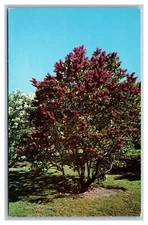 Rochester, NY New York, Highland Park Lilac Bush, 1965, Chrome Postcard