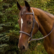 Henri De Rivel Advantage Fancy Raised Padded Bridle W/ Laced Reins Havana | Cob